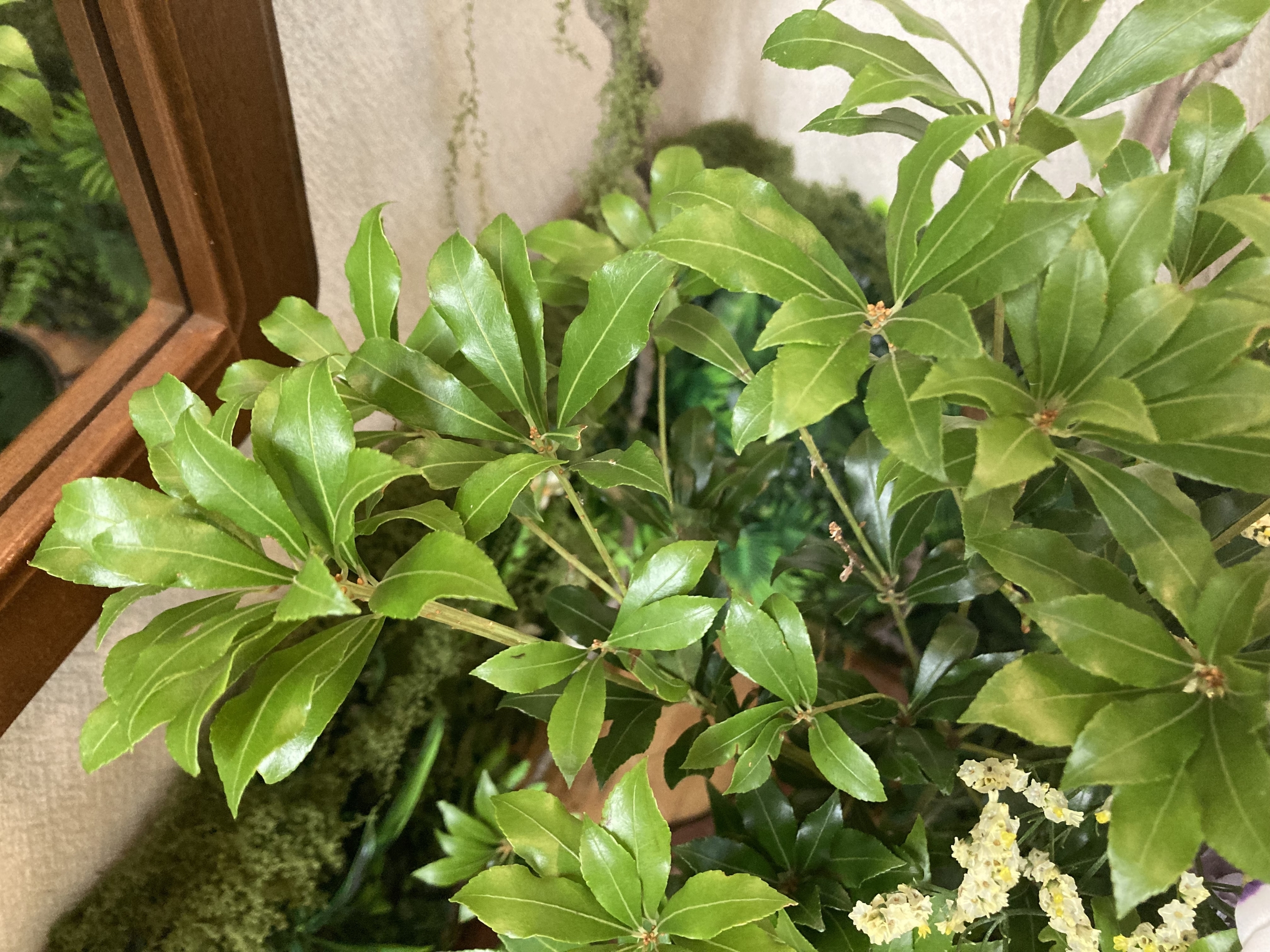 お花