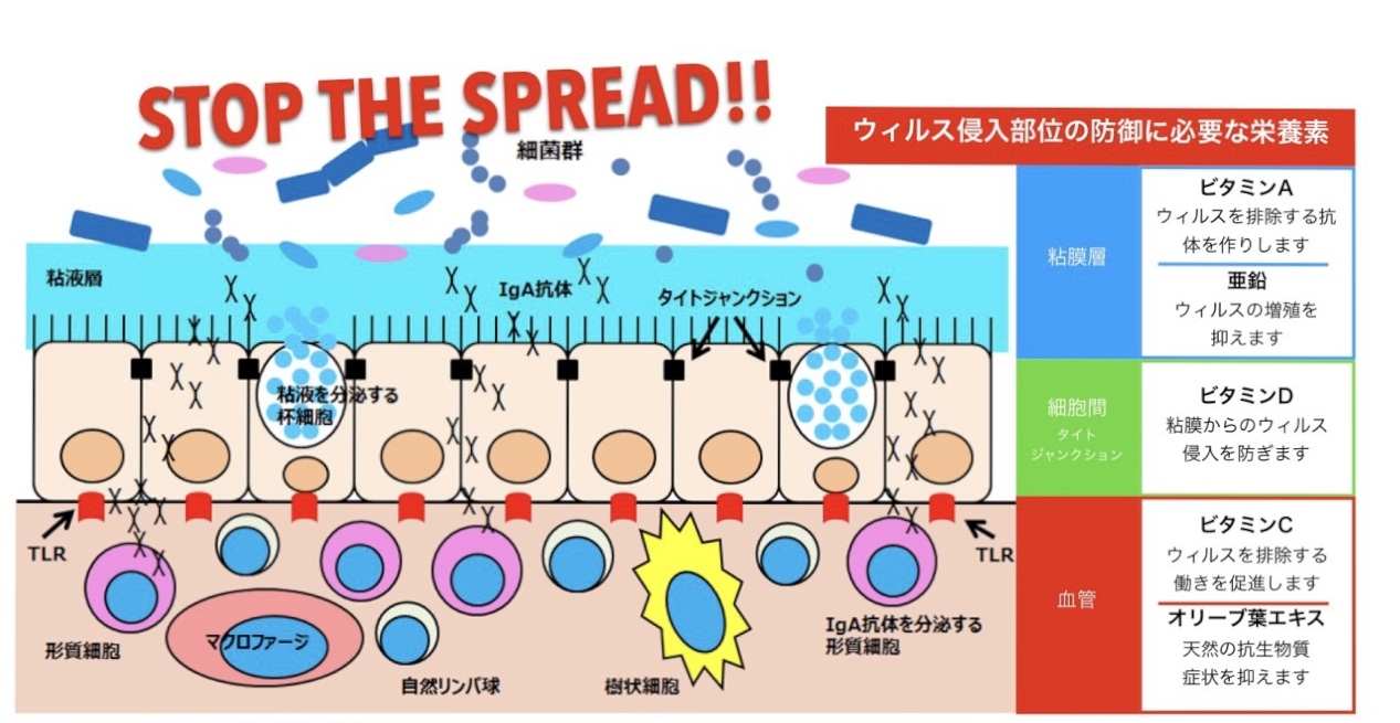 粘膜部分の図