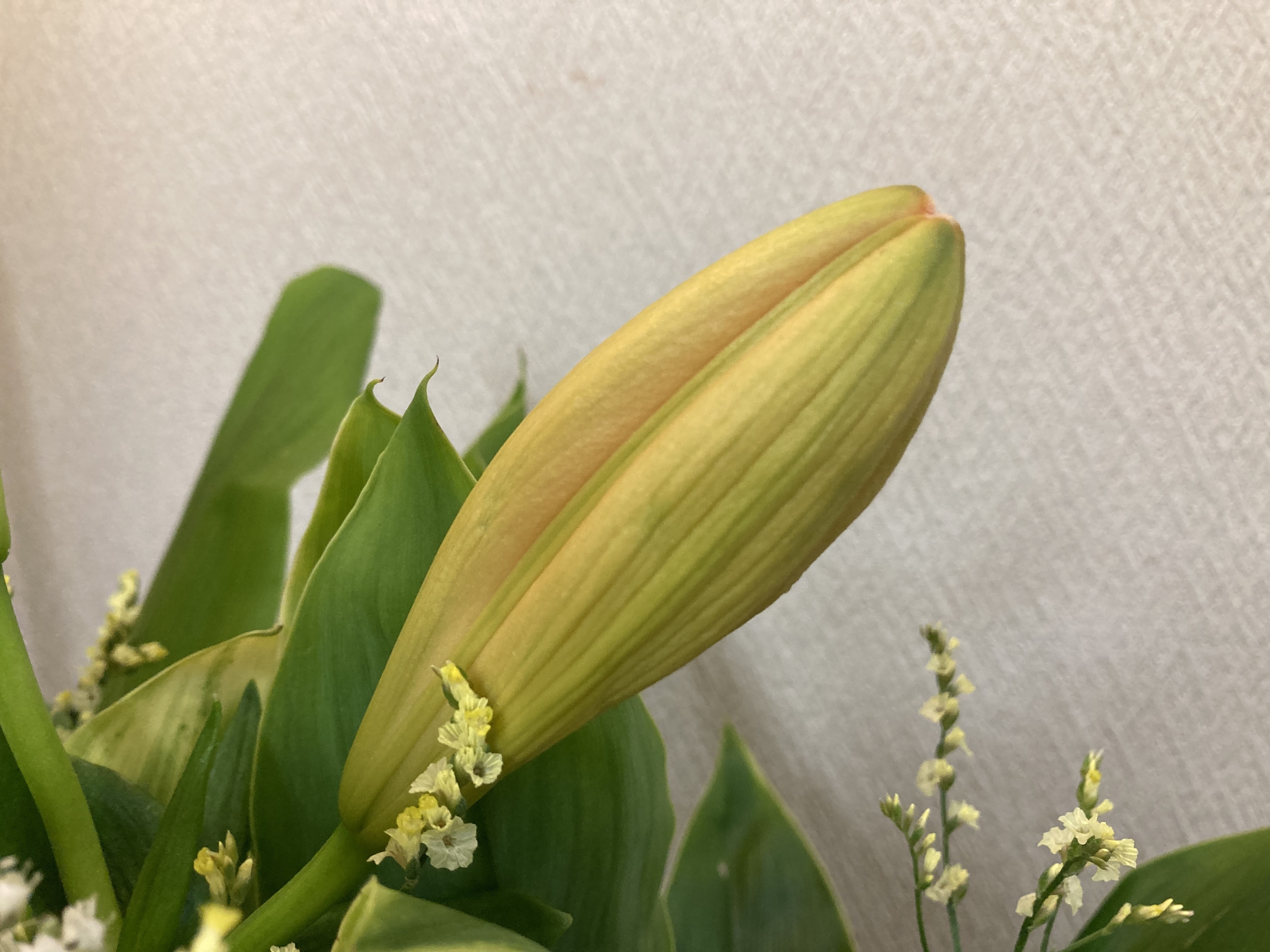 お花