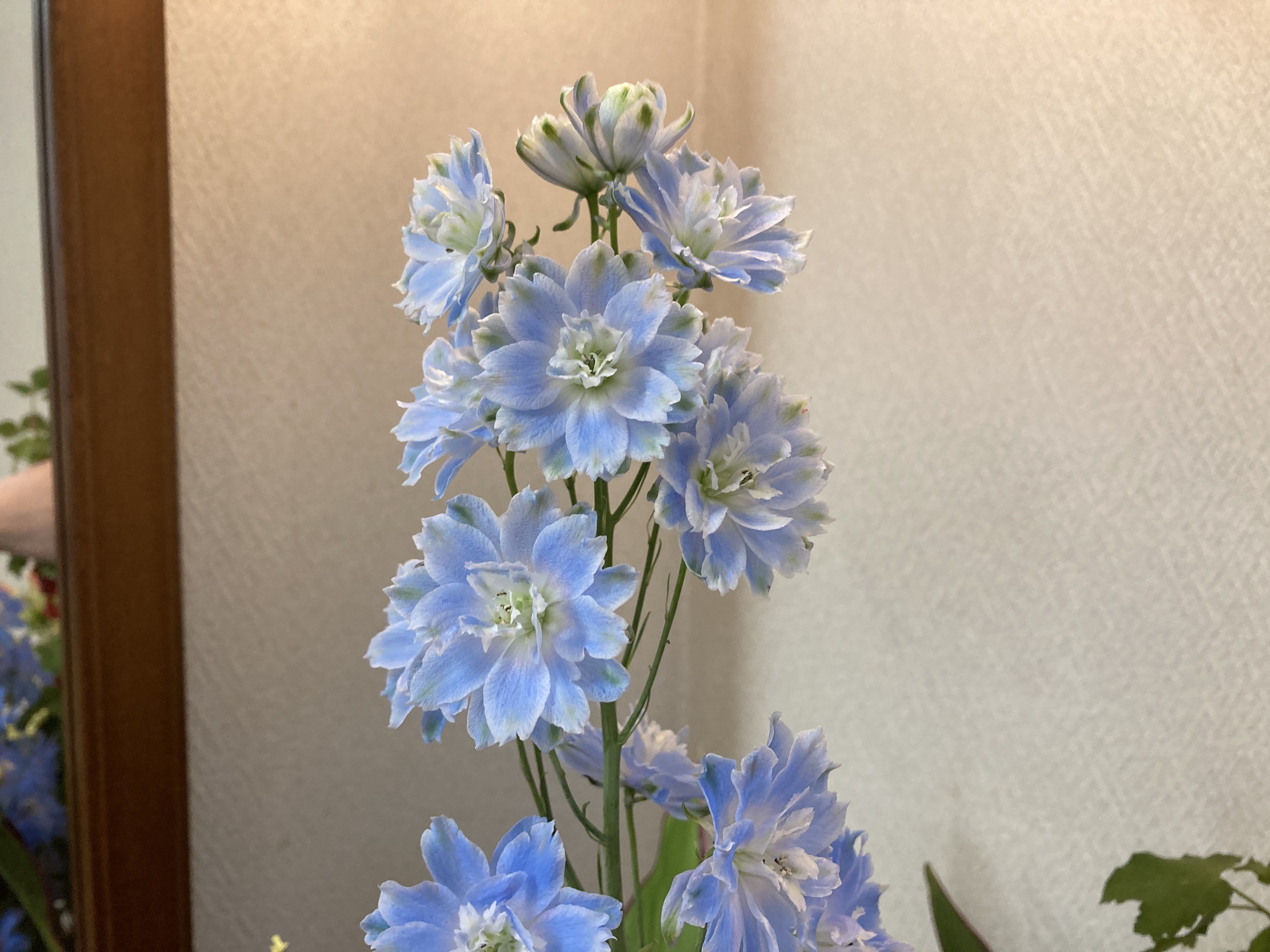 お花