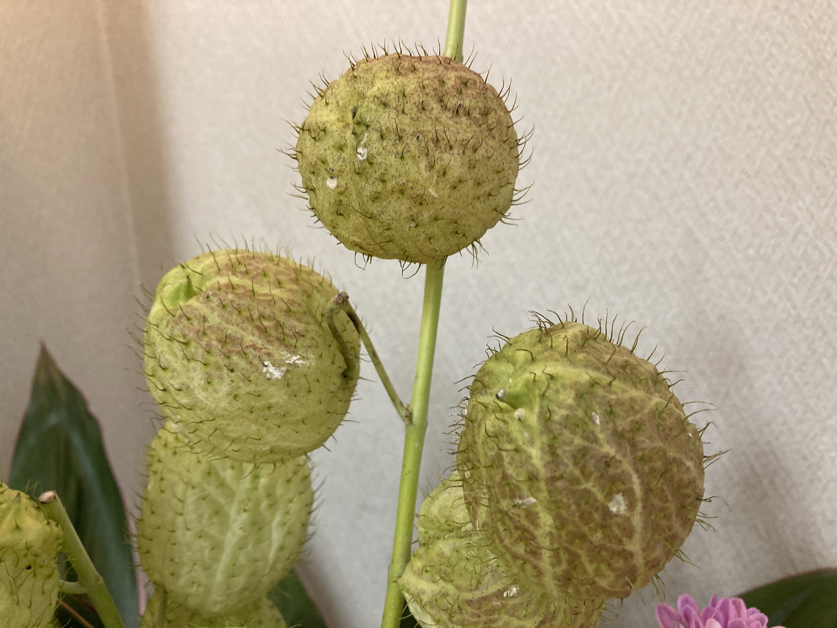 お花