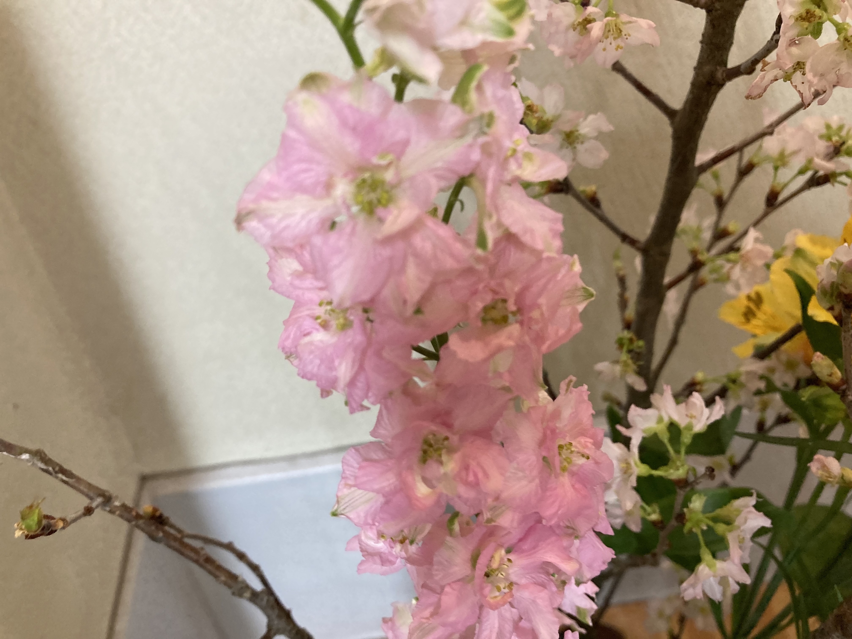 お花