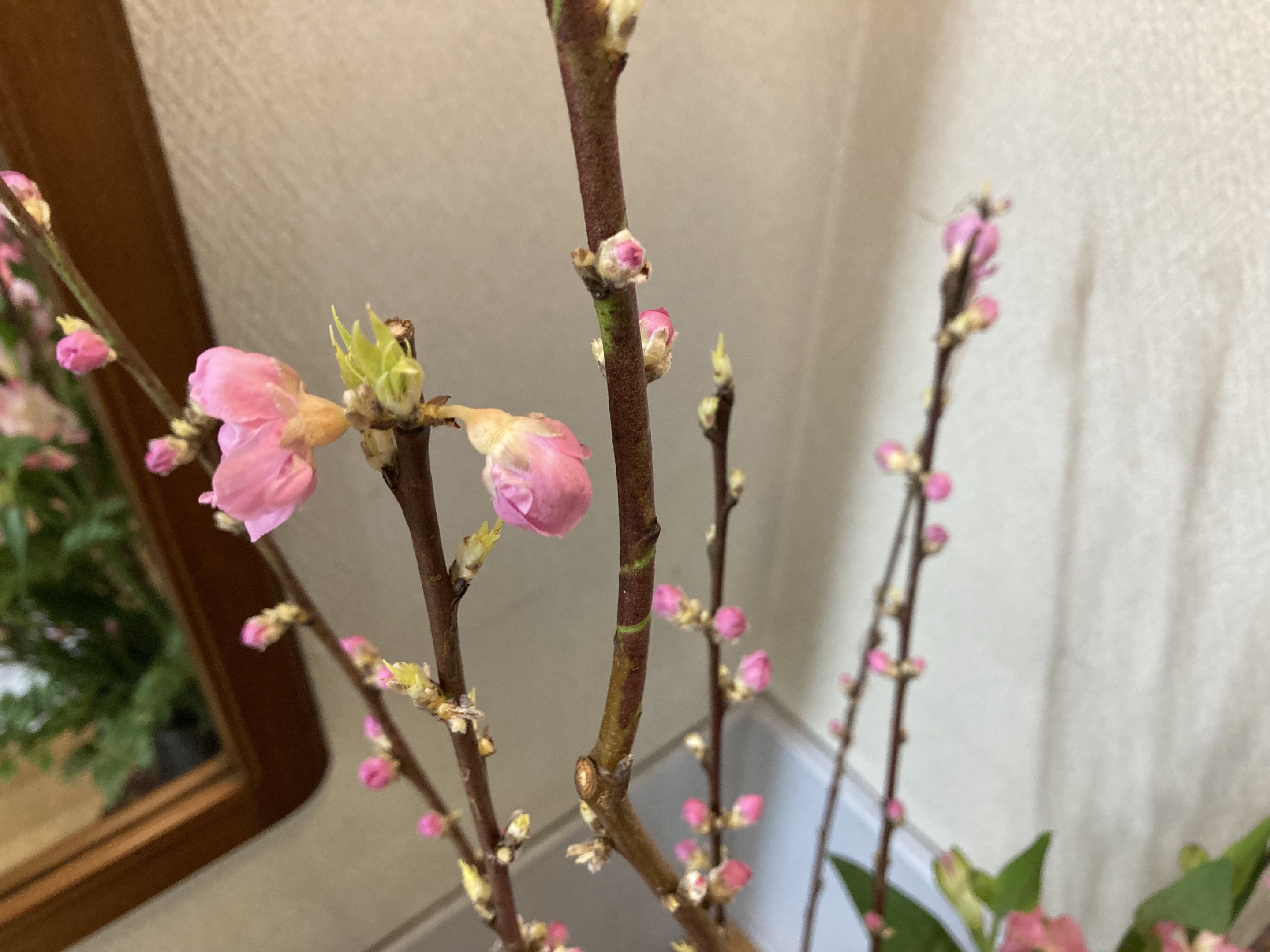 お花