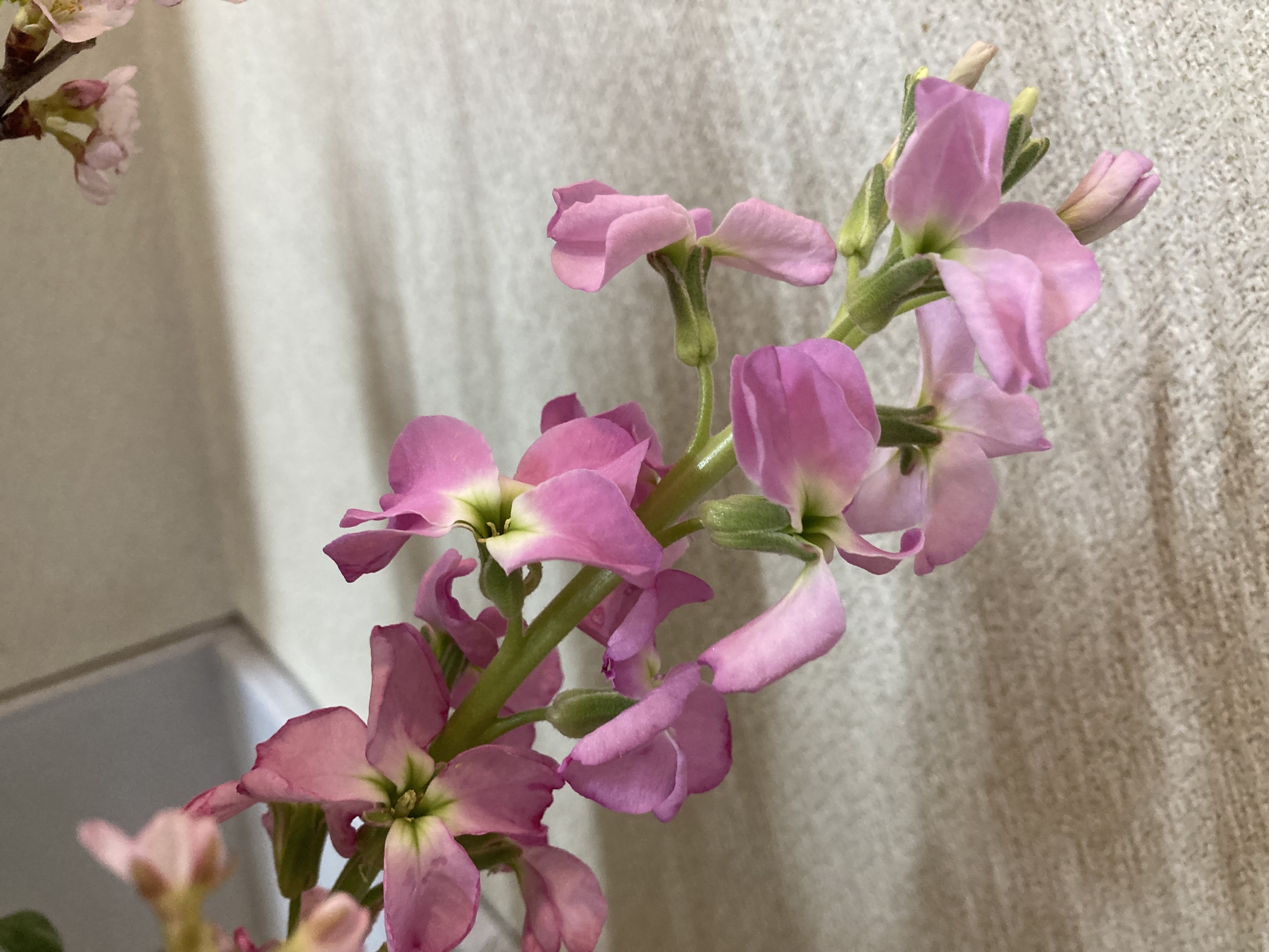 お花