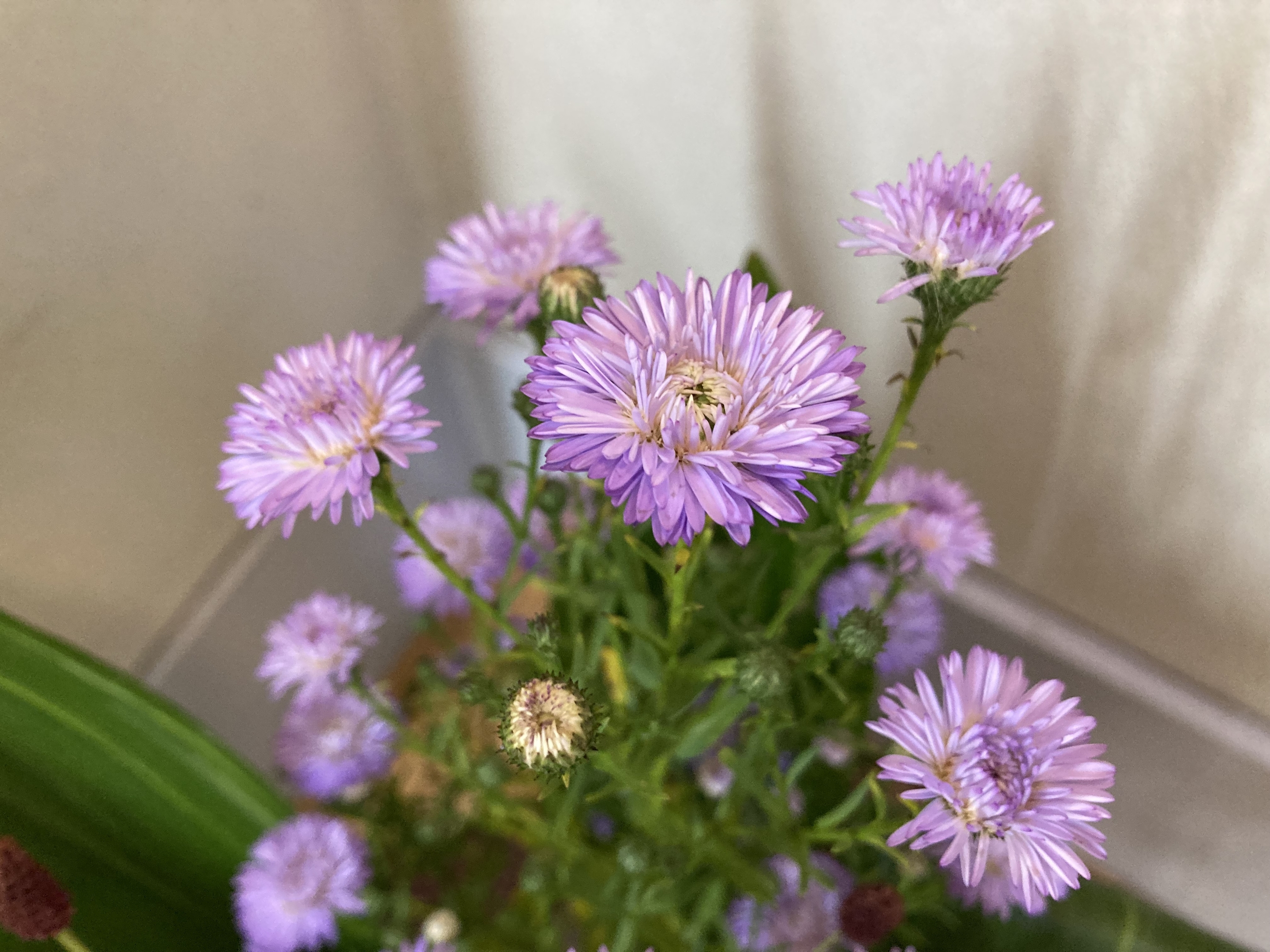 お花