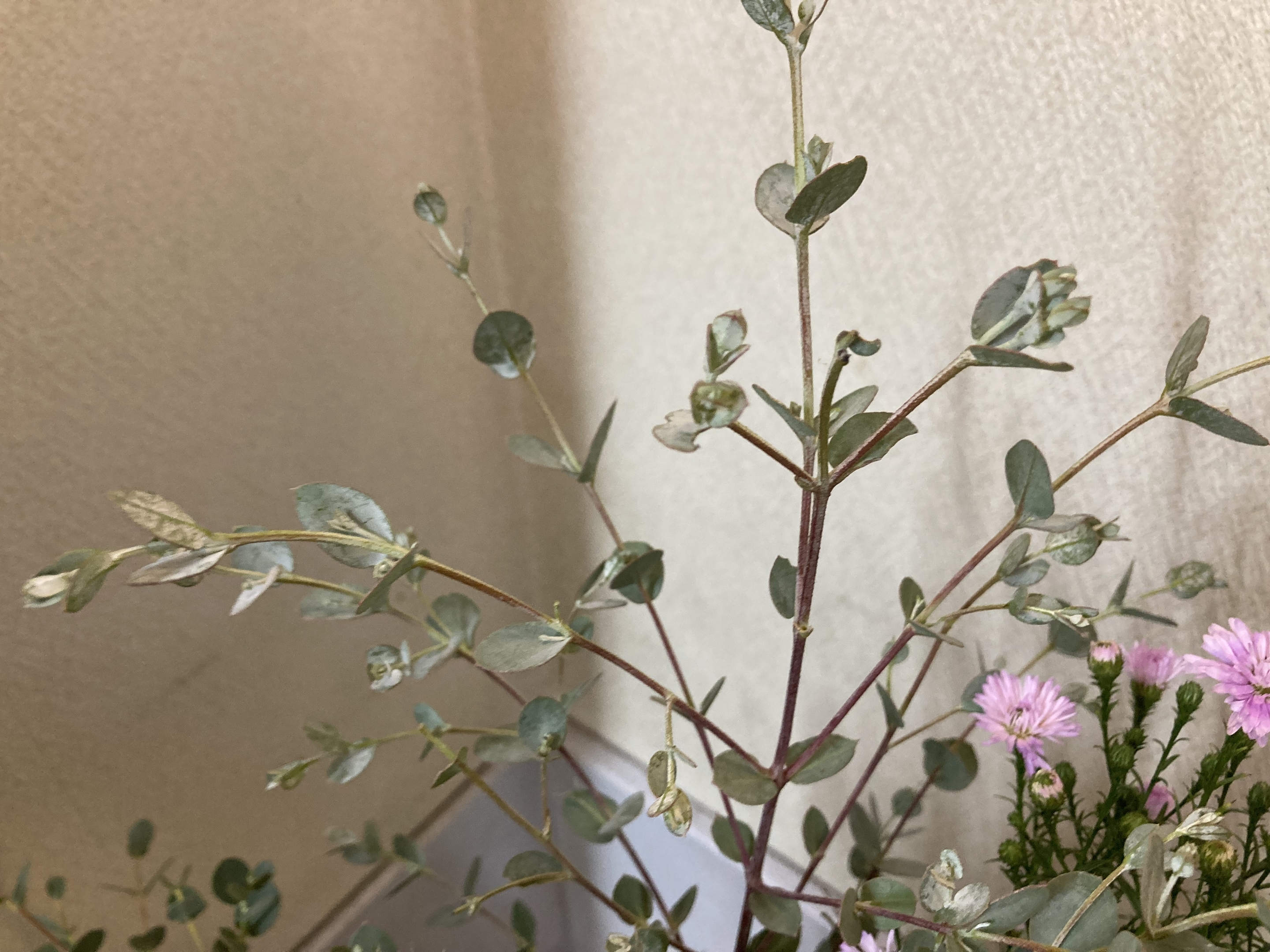 お花