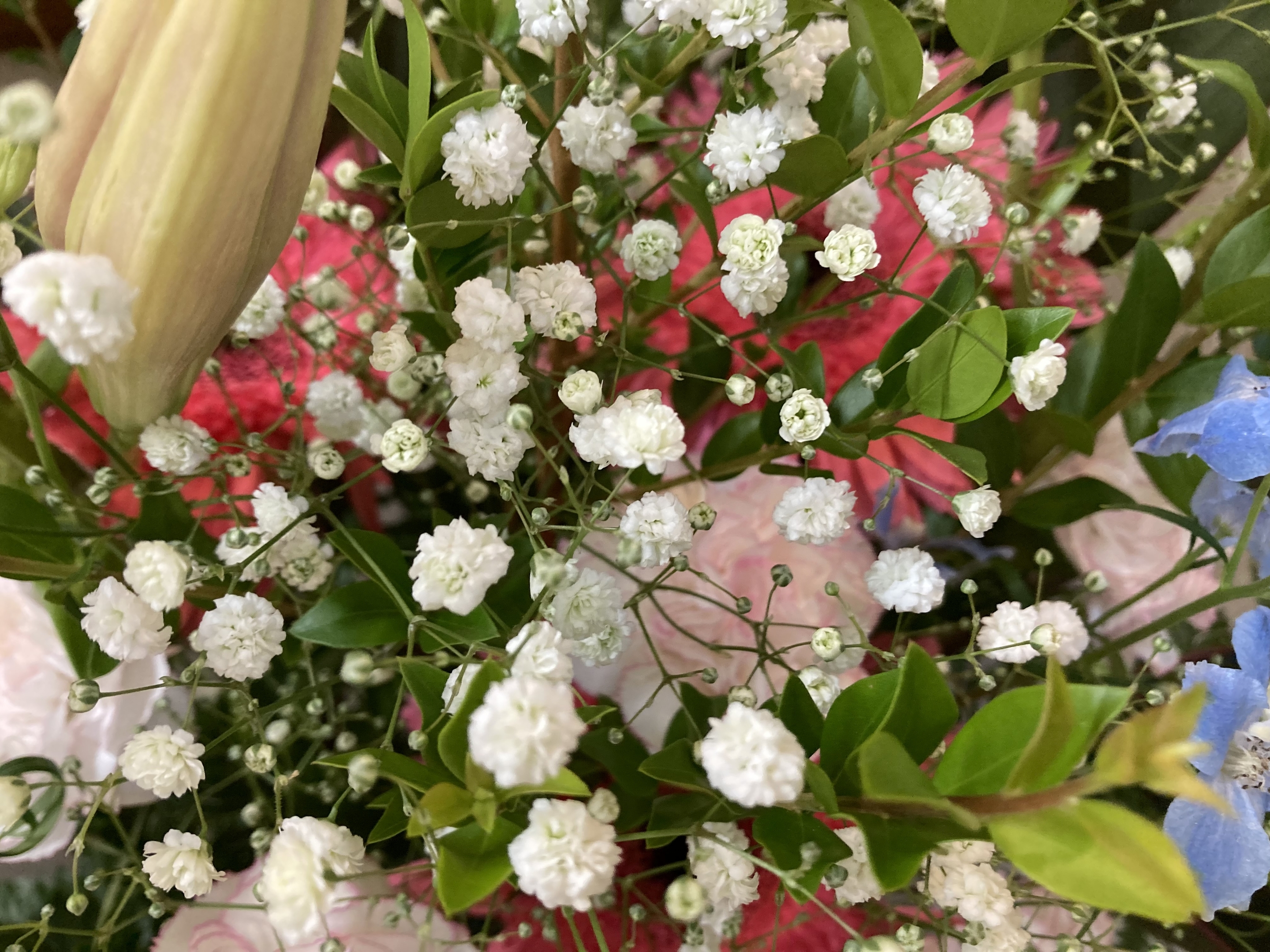 お花