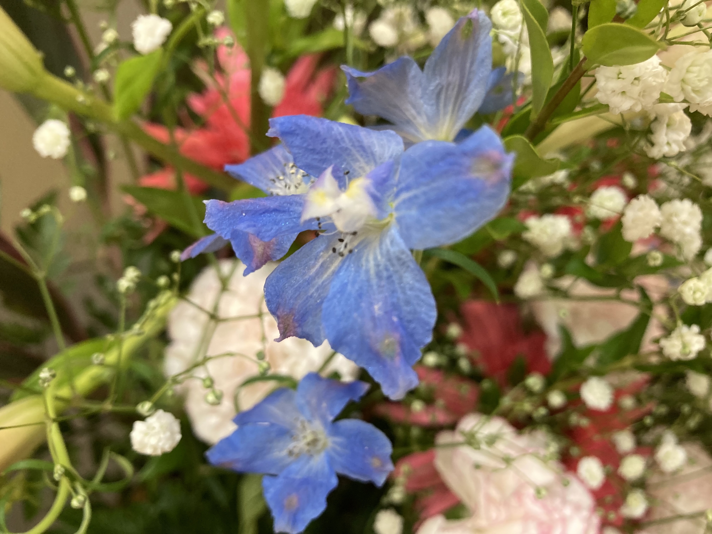 お花