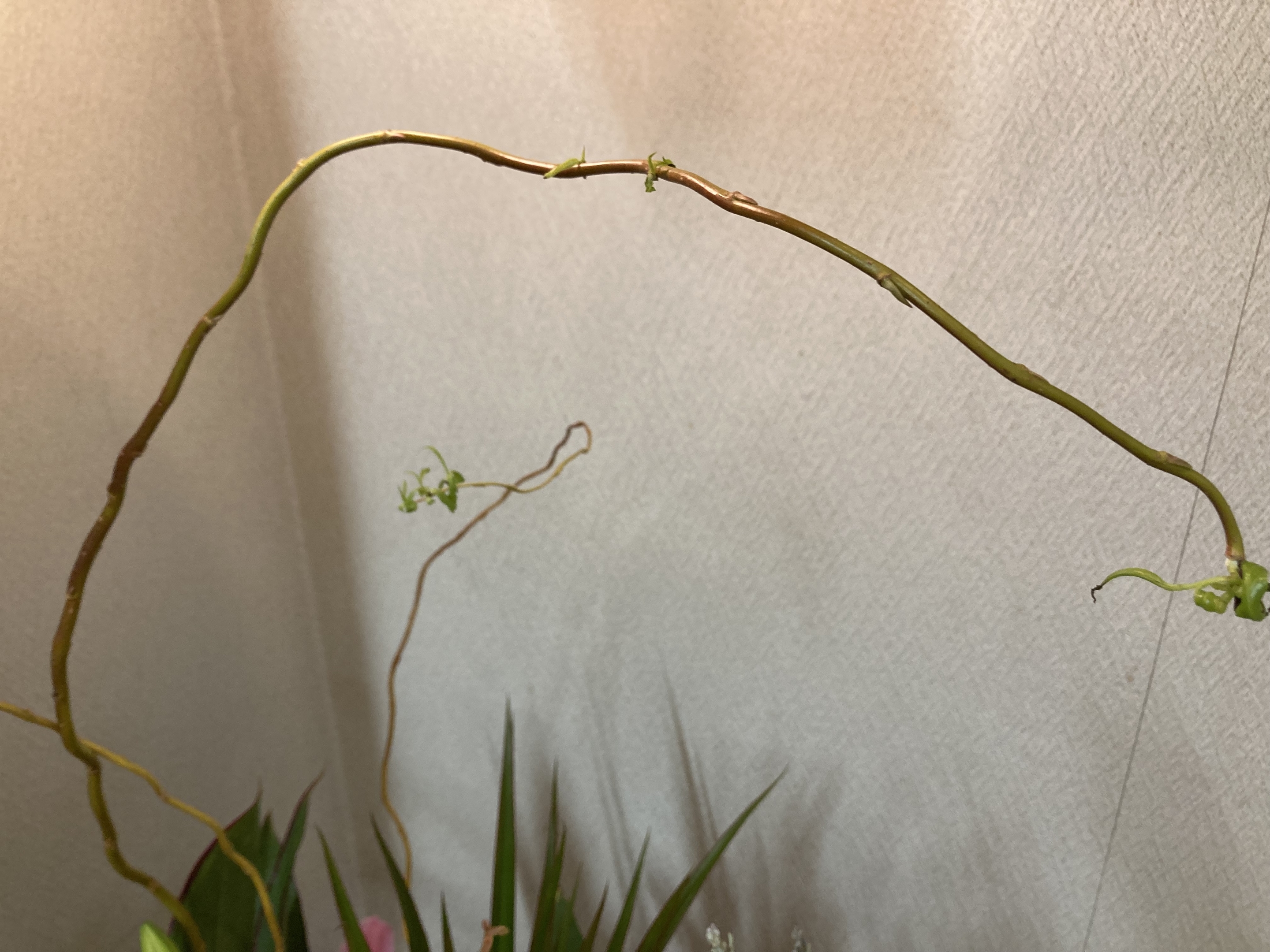 お花