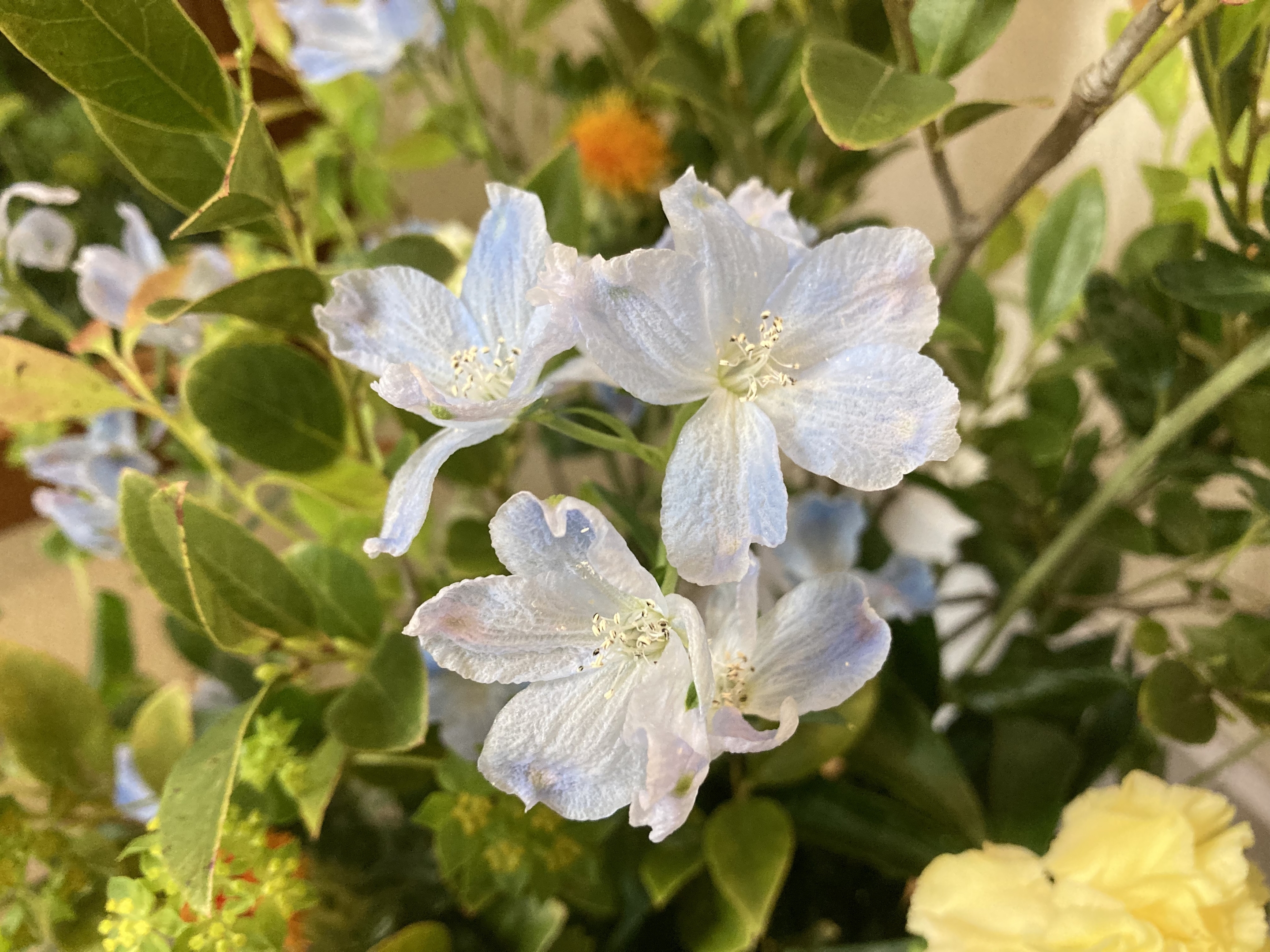 お花