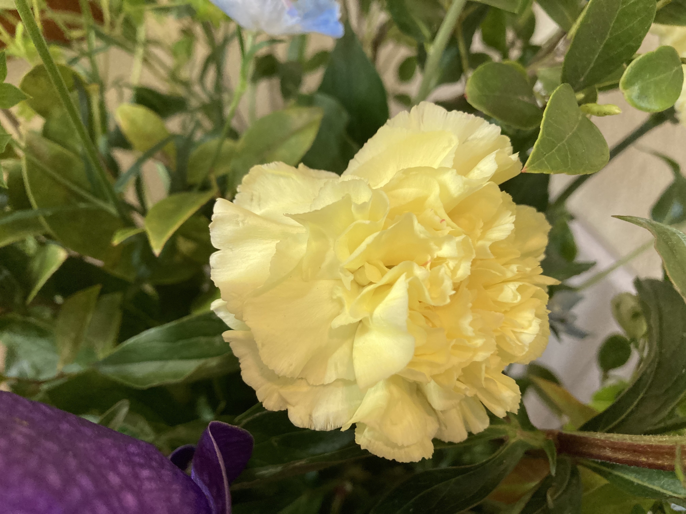 お花