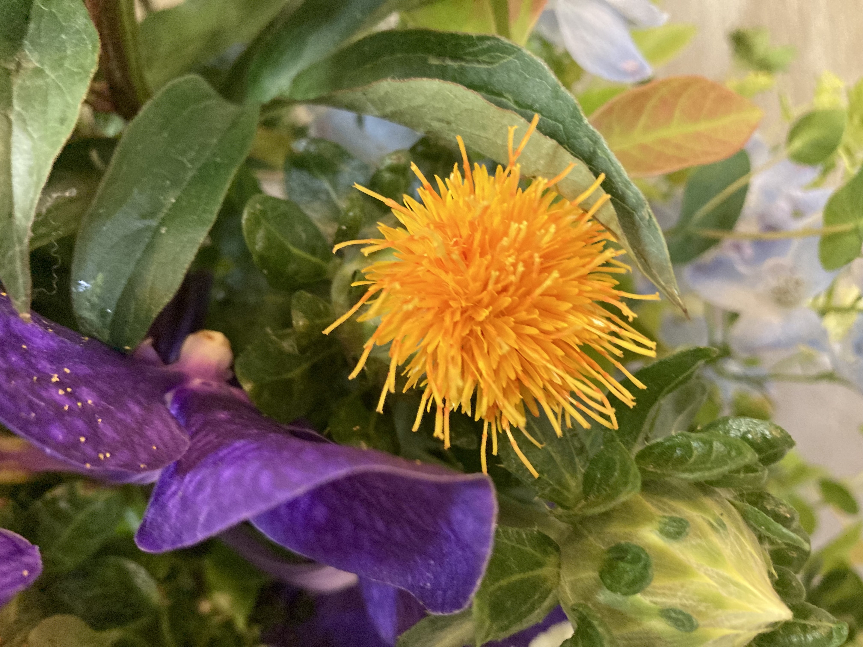 お花