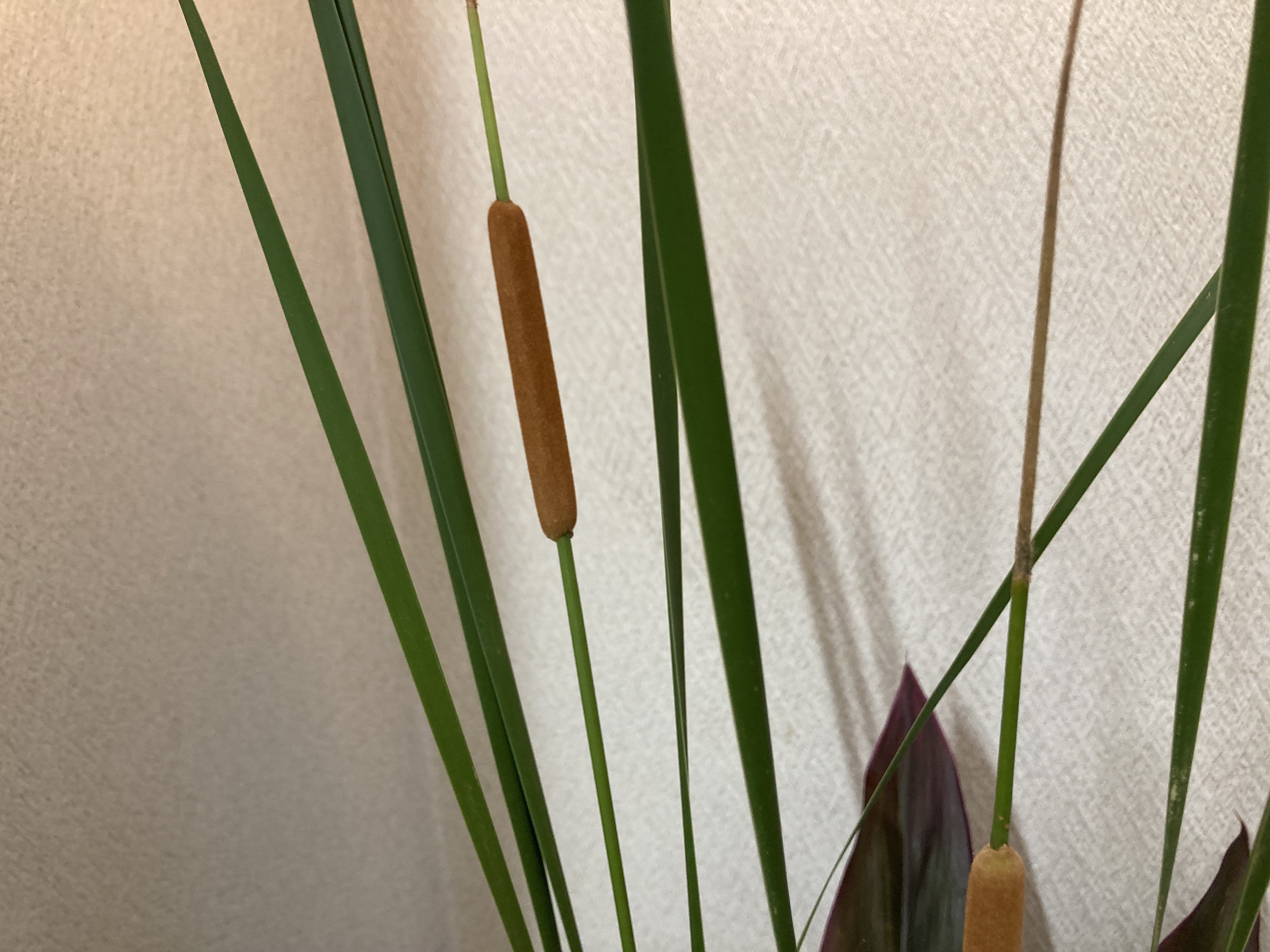 お花