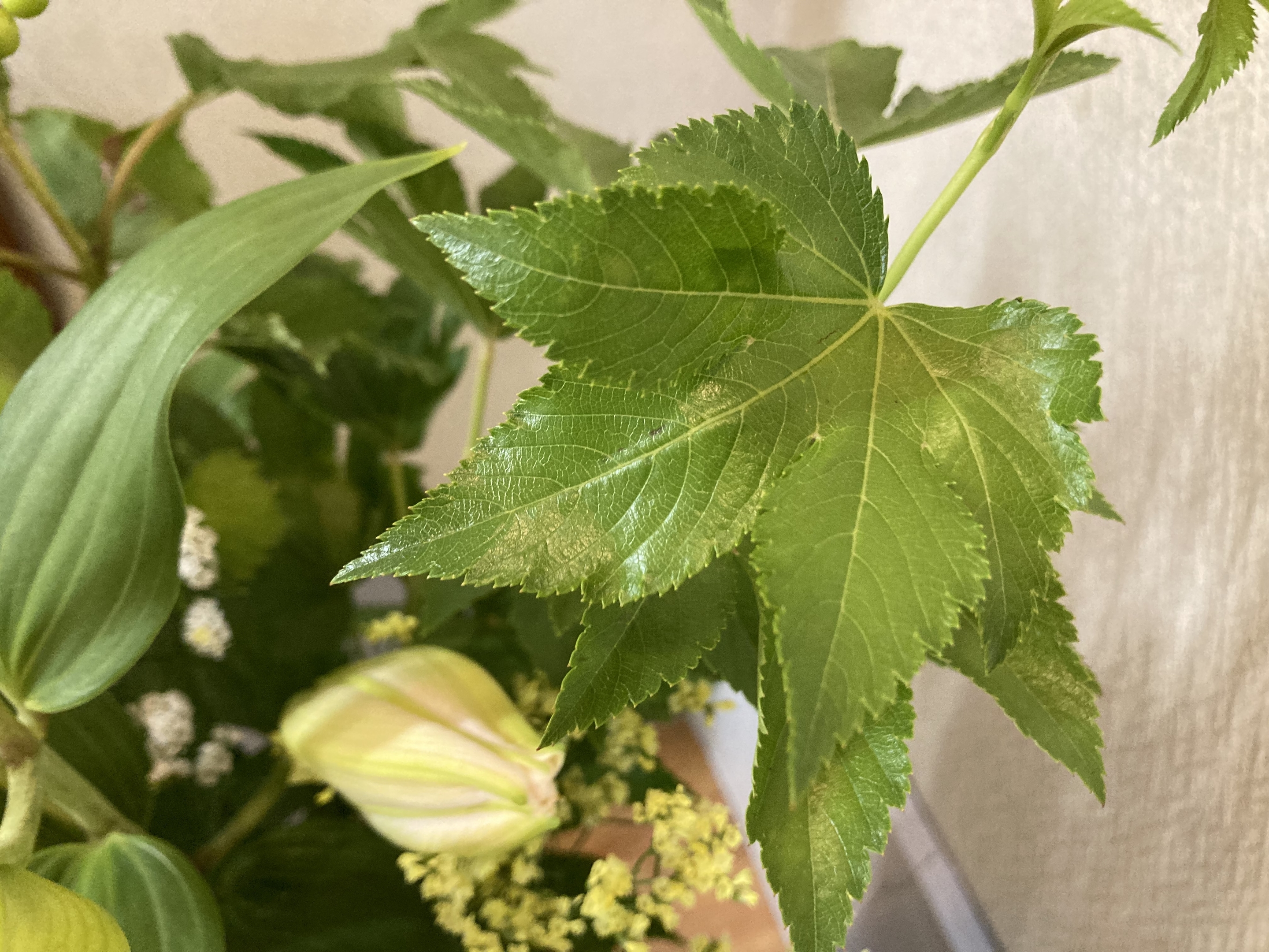 お花