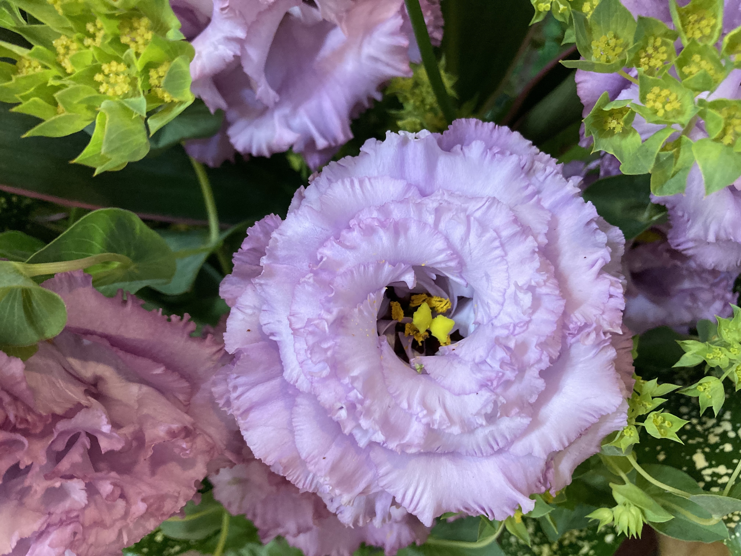 お花