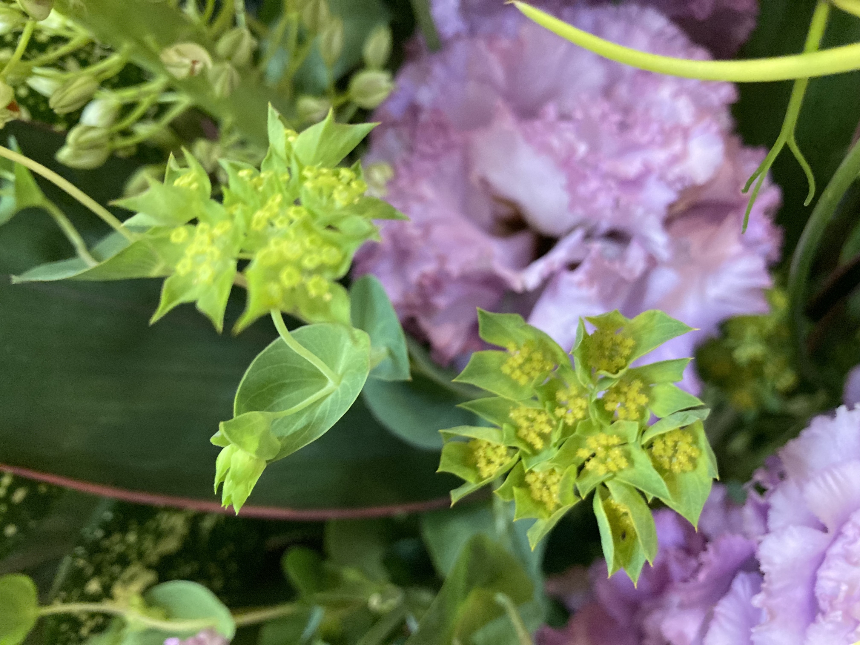 お花