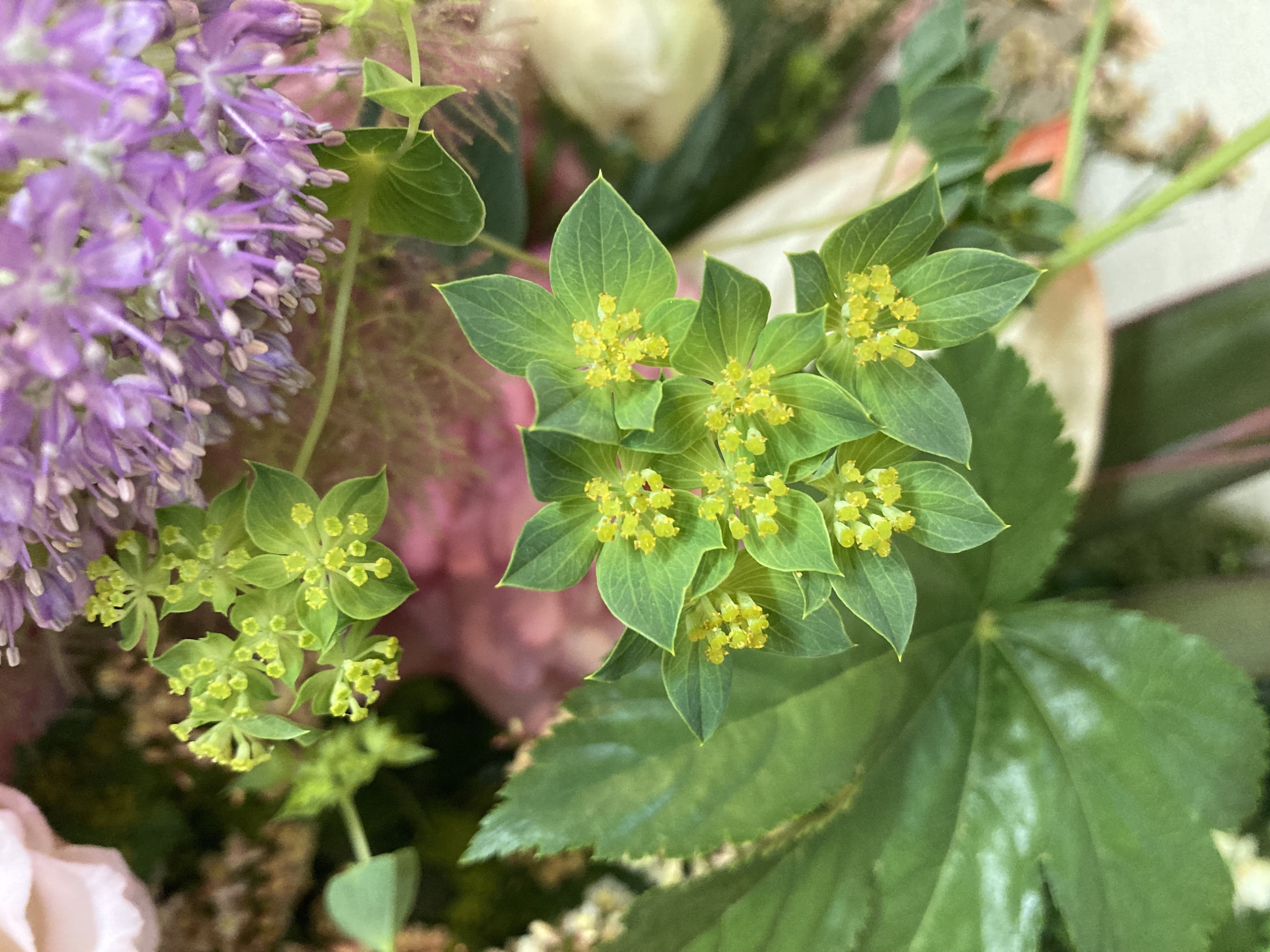 お花