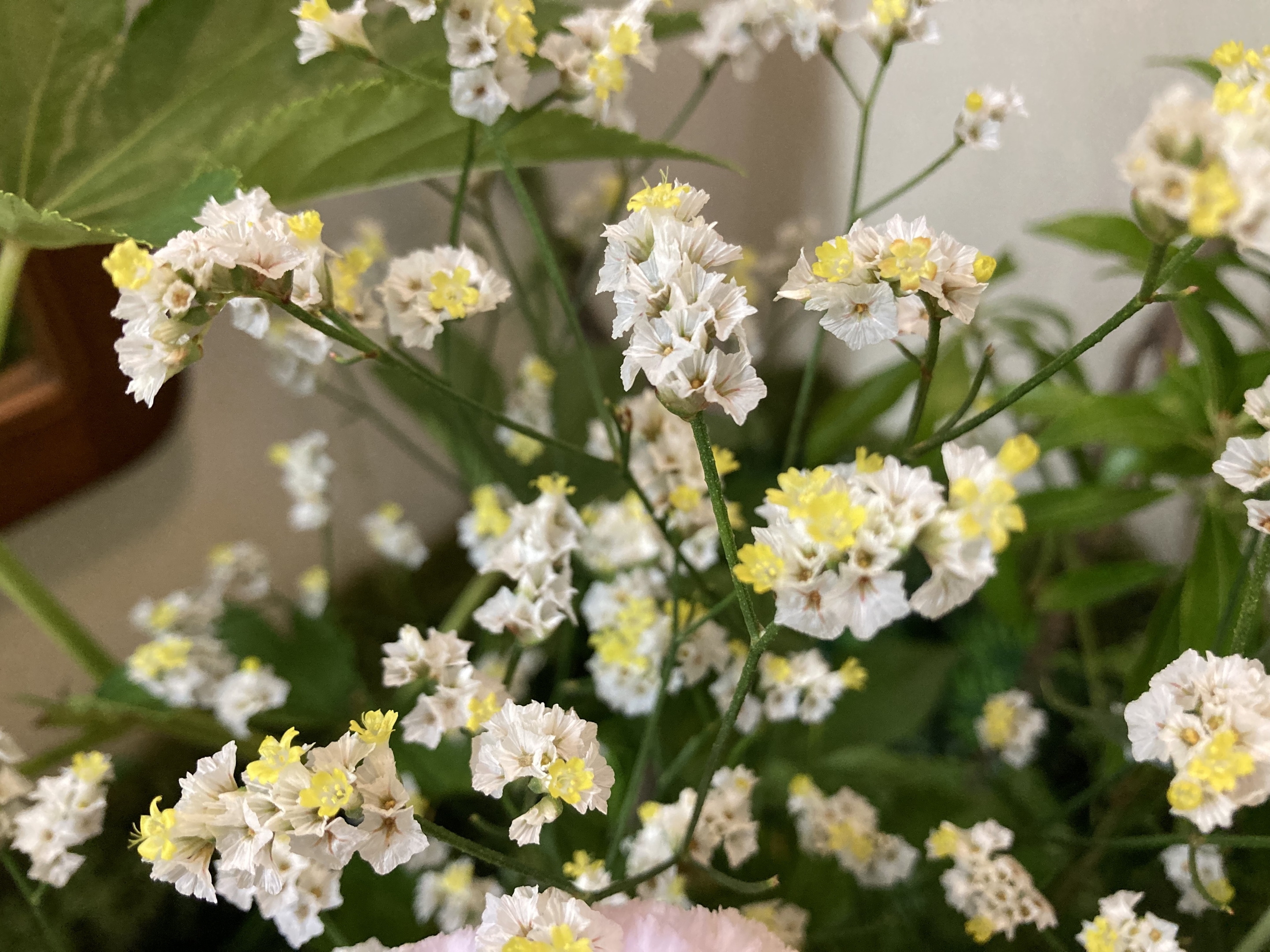お花