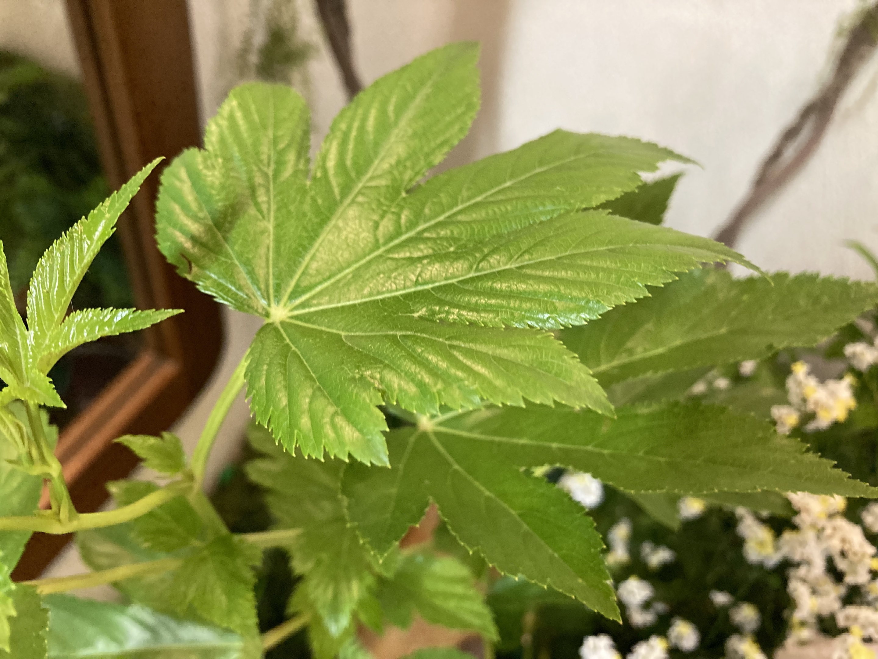 お花