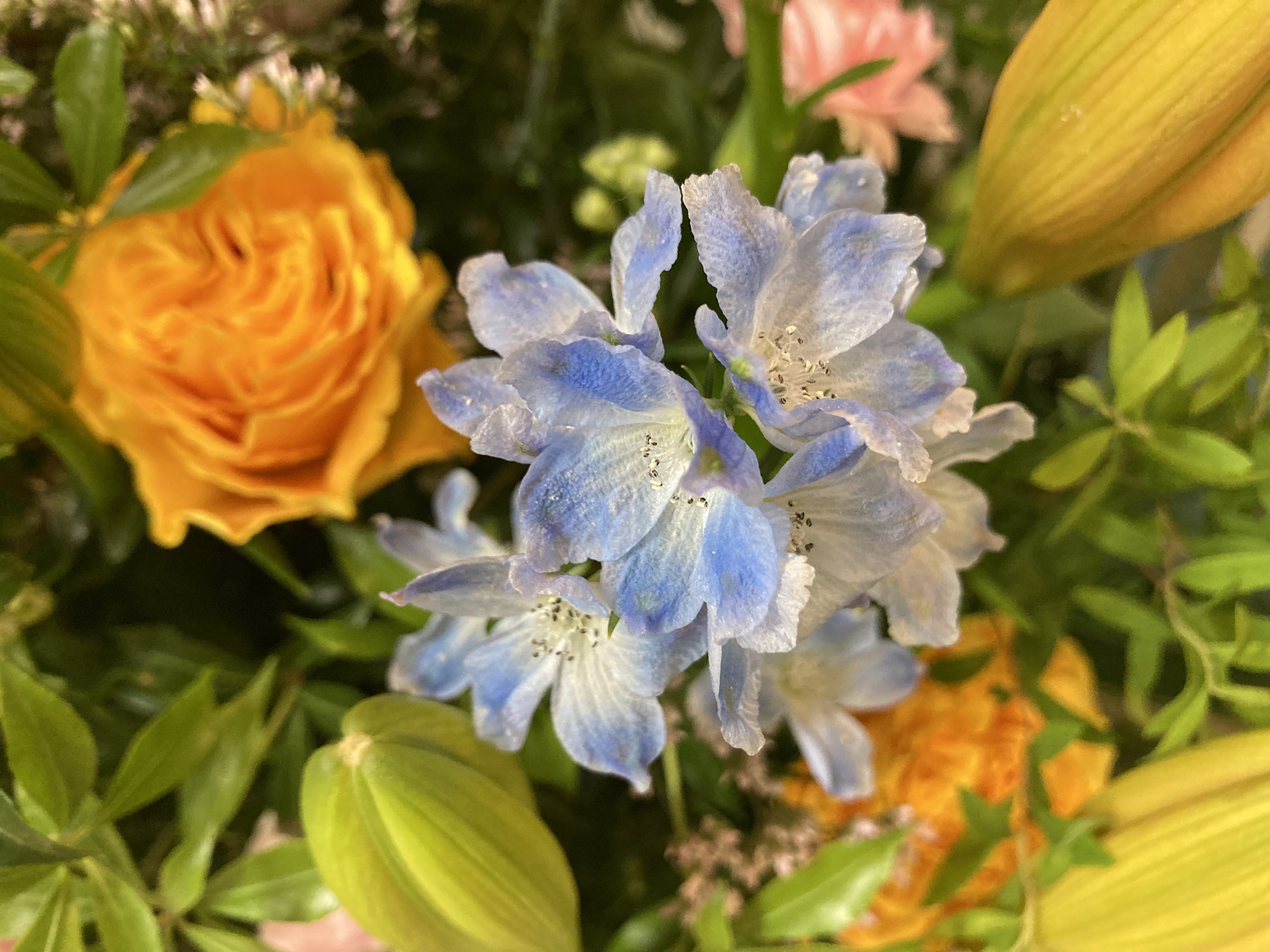 お花