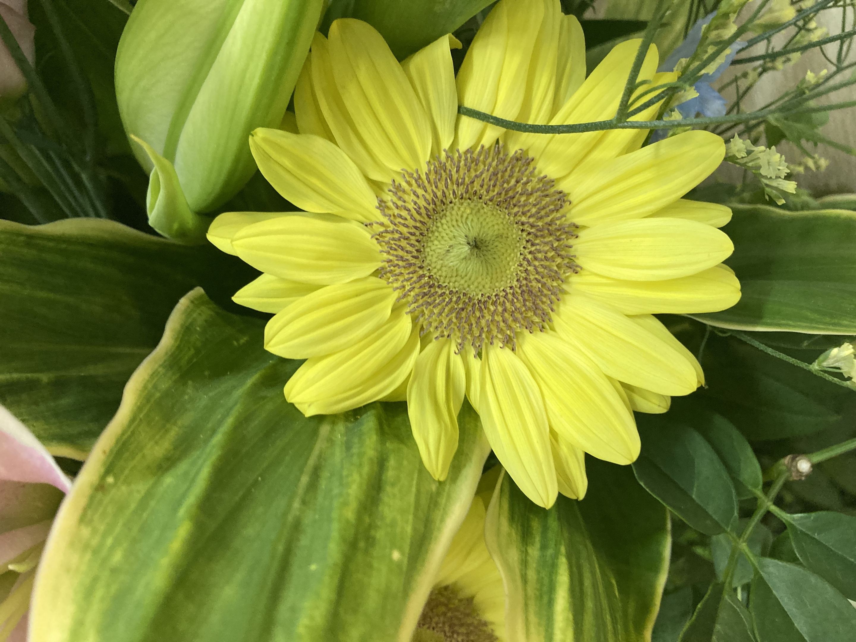 お花