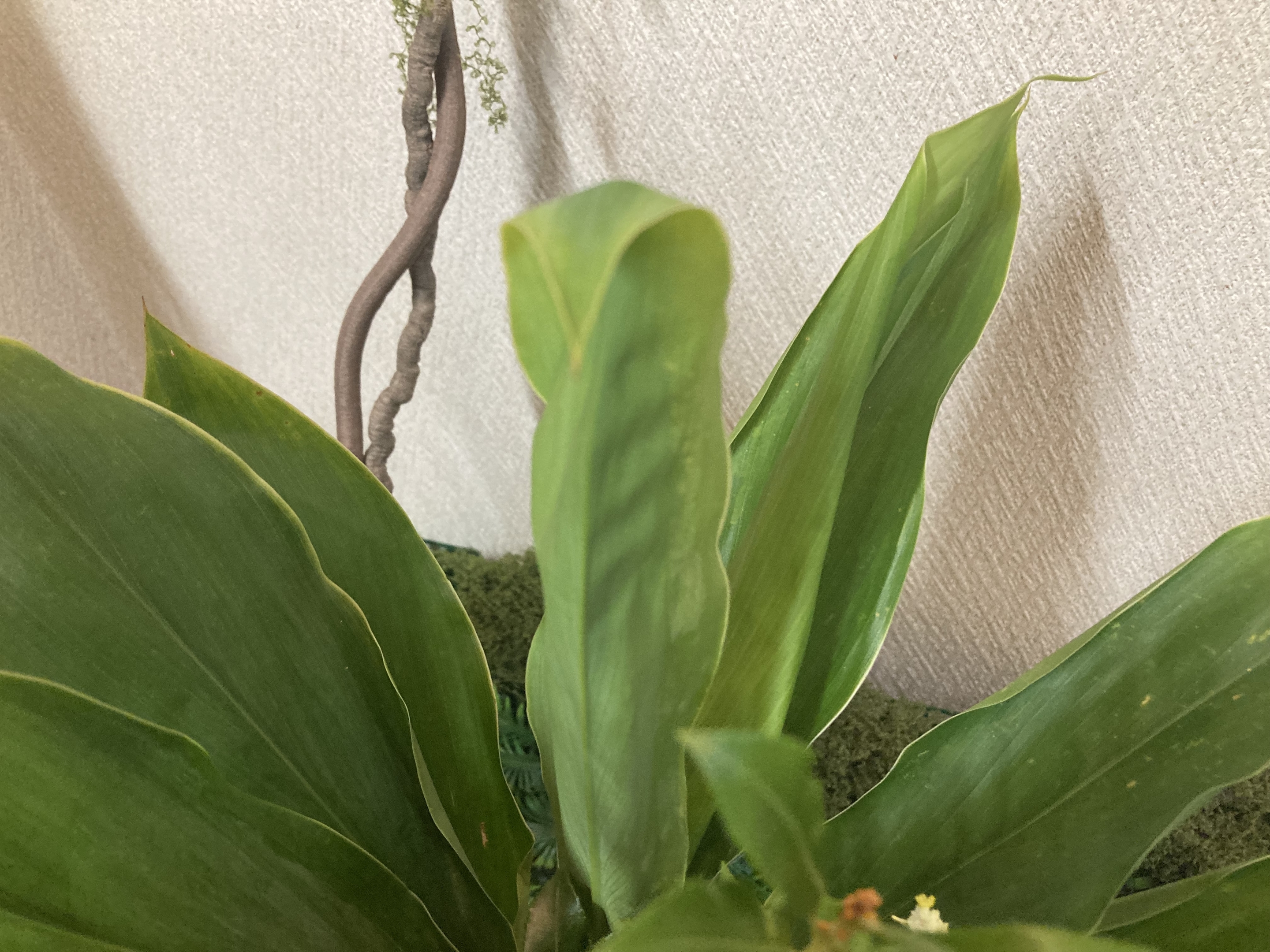 お花