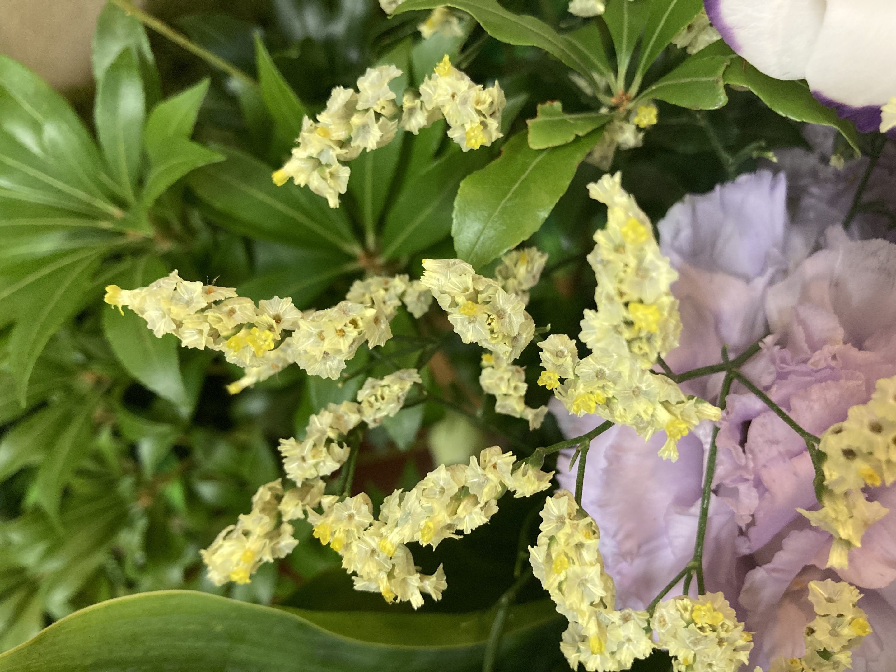 お花