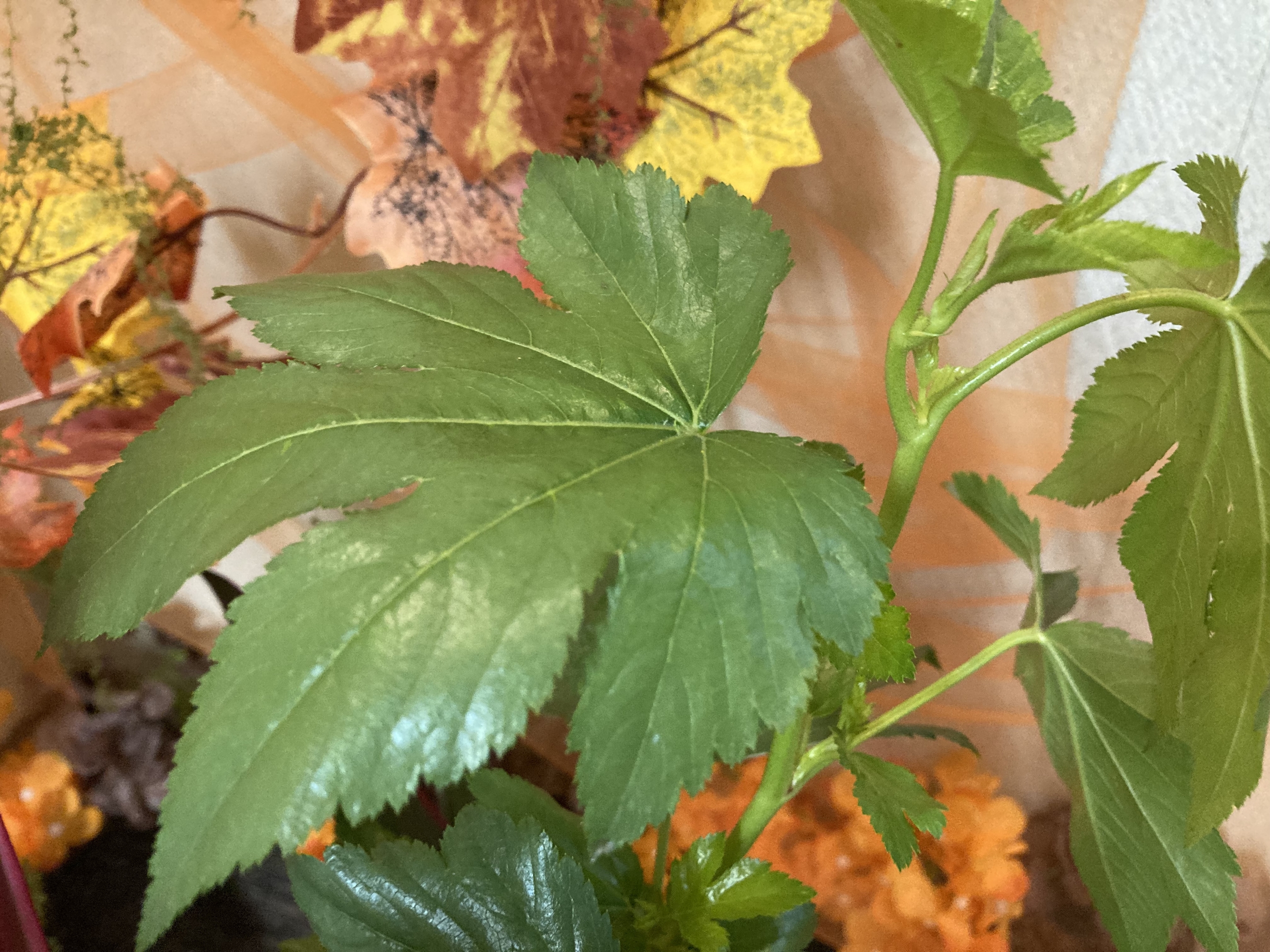 お花