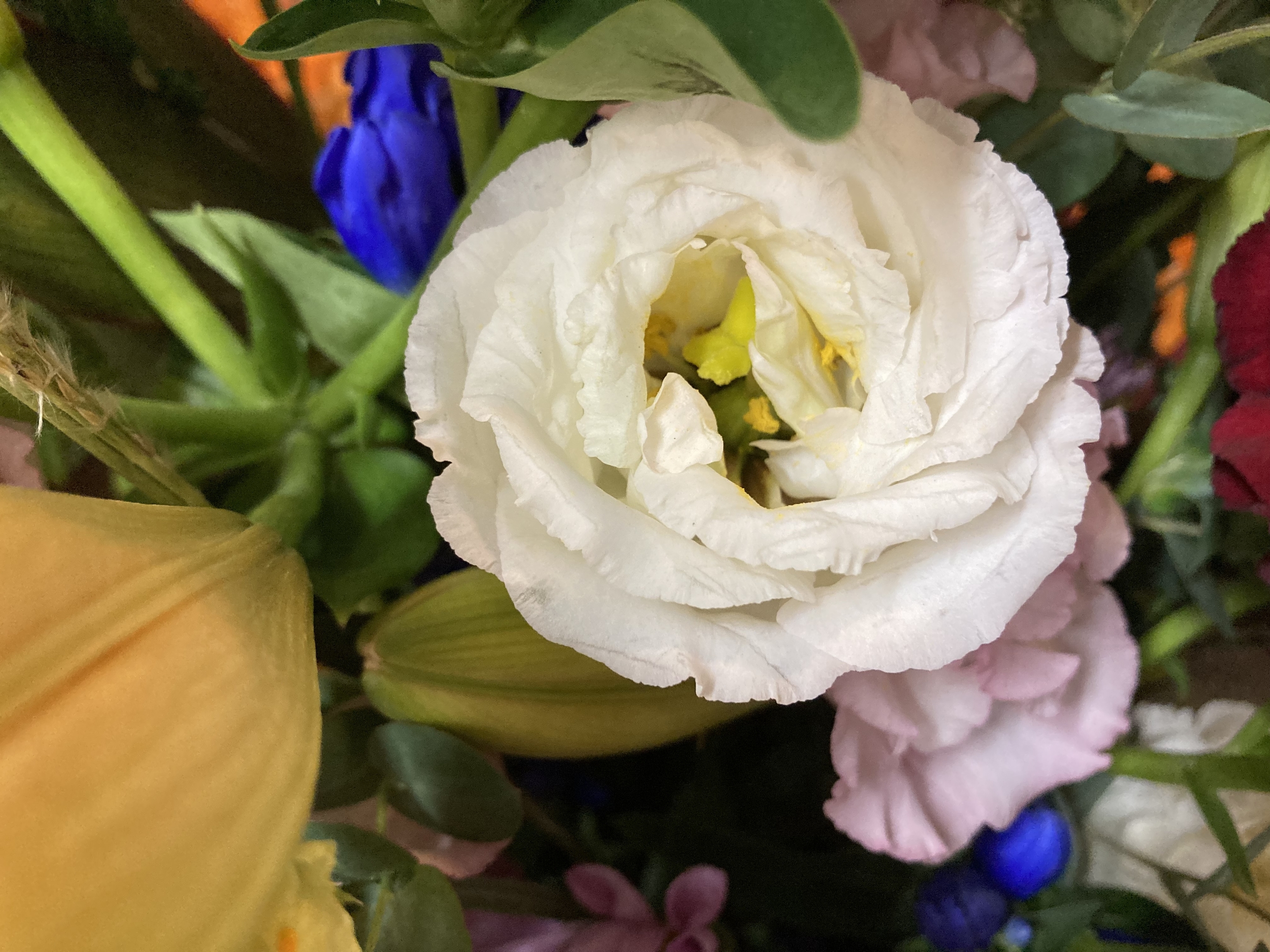 お花